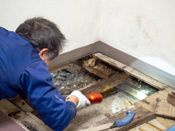 Best Home Mold Removal  in Seabrook, MD
