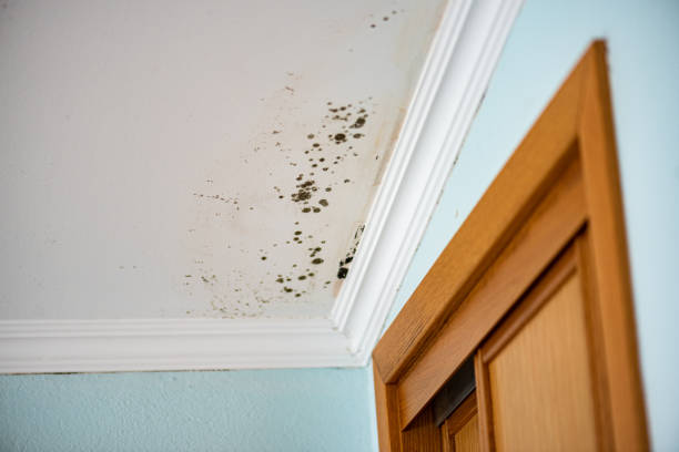 Best Black Mold Removal  in Seabrook, MD