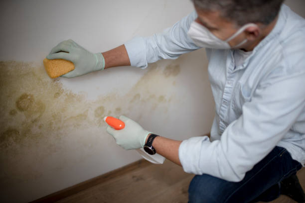Best Crawl Space Mold Removal  in Seabrook, MD
