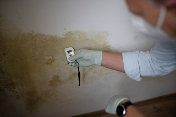 Best Mold Inspection  in Seabrook, MD