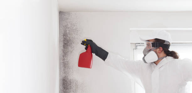 Best Office Mold Removal Services  in Seabrook, MD
