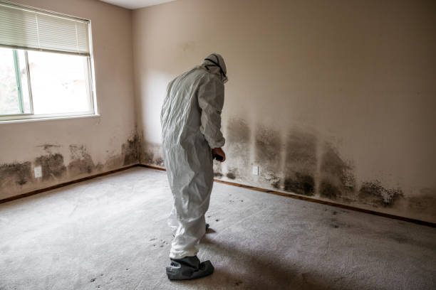 Trusted Seabrook, MD Mold Removal Experts