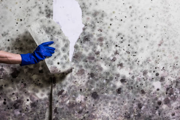 Best Mold Removal Company Near Me  in Seabrook, MD
