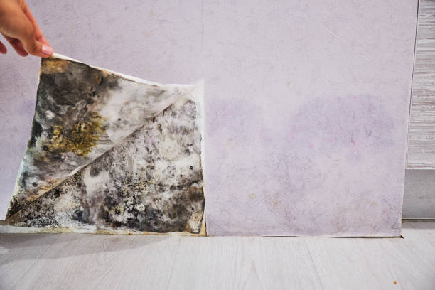Best Fast Mold Removal  in Seabrook, MD